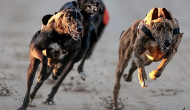 Suspected fraud and legal settlements: Inside Greyhound Racing Ireland's latest accounts