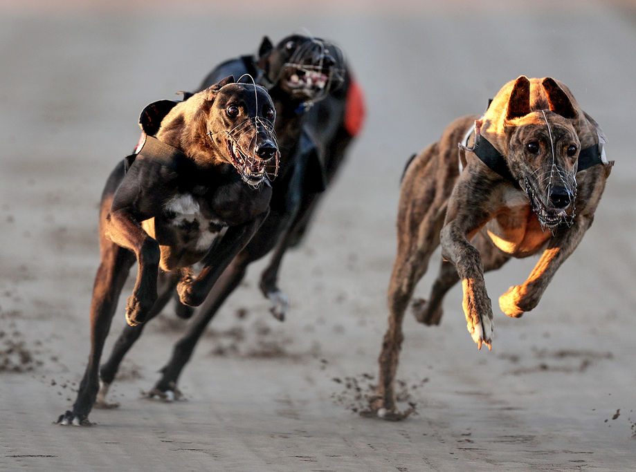 Suspected fraud and legal settlements: Inside Greyhound Racing Ireland's latest accounts