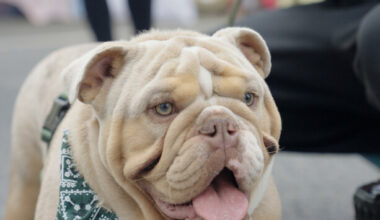 PICS: Here are some of the best dogs from the Allianz Rewards annual pet event