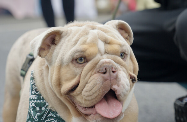 PICS: Here are some of the best dogs from the Allianz Rewards annual pet event