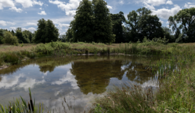 Ireland's nature heroes: Meet the farmers turning corners of their land into wildlife havens