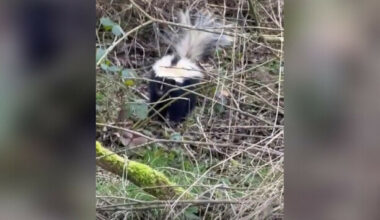 Seven skunks captured and destroyed after found roaming near protected Kildare bogland
