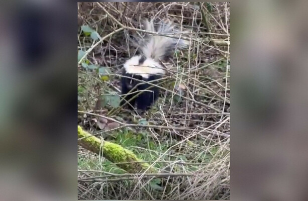 Seven skunks captured and destroyed after found roaming near protected Kildare bogland