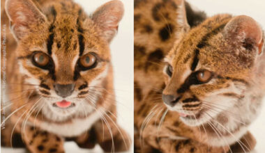 Excitement as scientists discover first new species of wild cat in a century