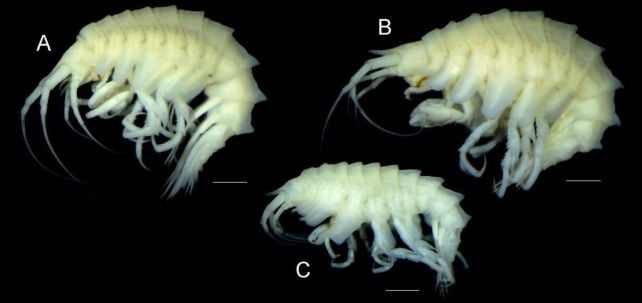 Strange Deep-Sea Creatures Seen Riding Giant Sea Spiders in The Midnight Ocean