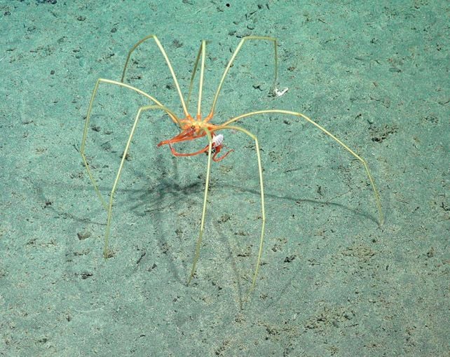 Strange Deep-Sea Creatures Seen Riding Giant Sea Spiders in The Midnight Ocean