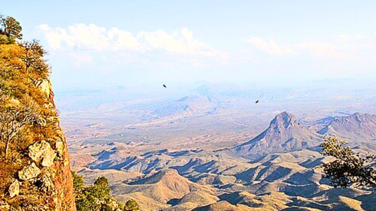 PC: Daveynin from United States/ Wikipedia How did kangaroo rat removal affect the plants<br>