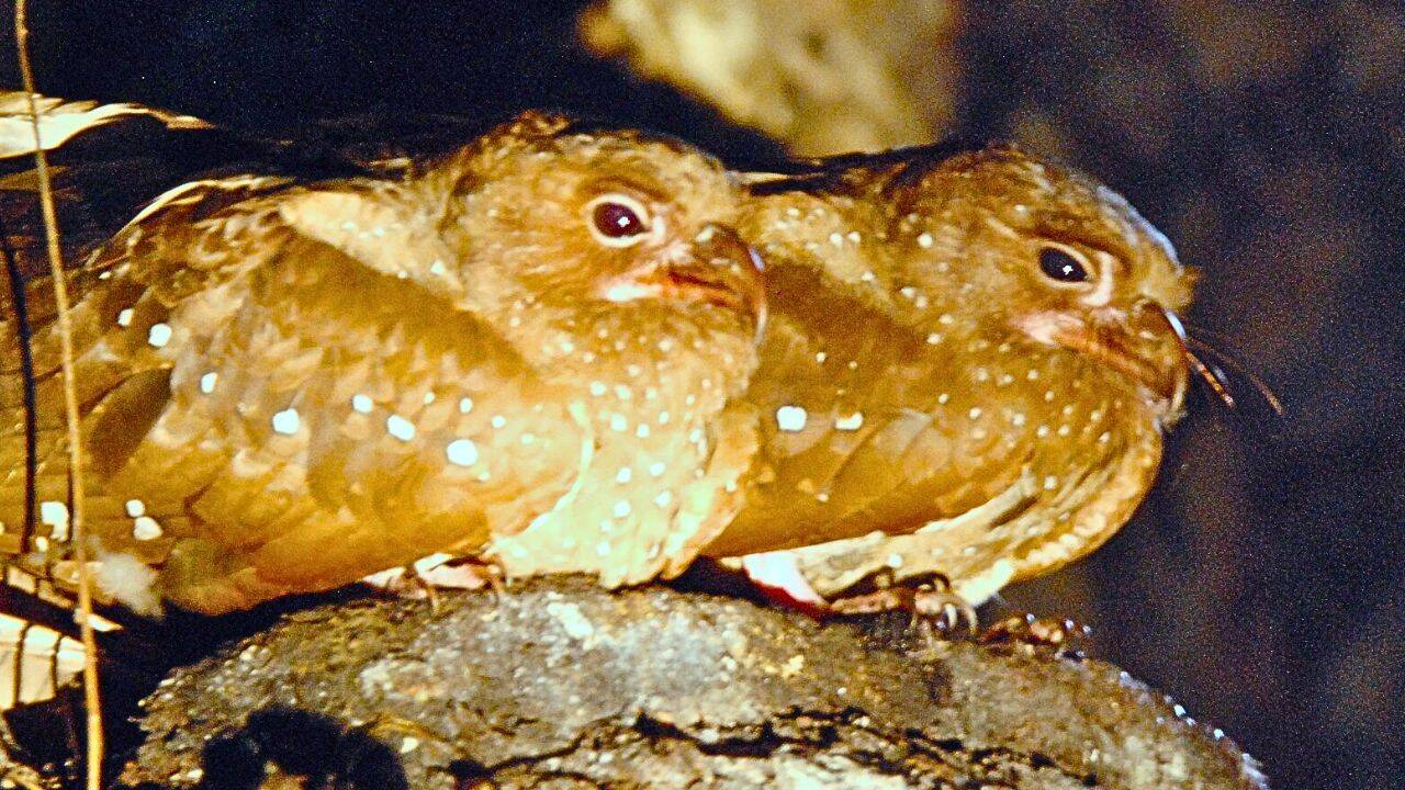 PC: Lilac Breasted Roller/ Wikipedia How oilbirds from a cave in Venezuela travelled far from their usual roost