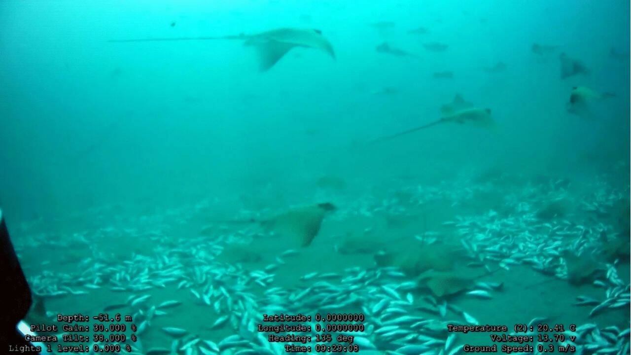 Approximately 30 common eagle rays are visible in this image, some of which are feeding on the food fish that have settled to the bottom. Image Credit: Springer Nature How the 100 eagle rays were recorded gathering around the Malta tuna farm