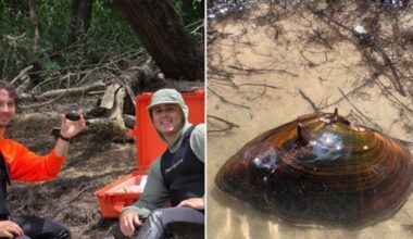 Rare wildlife found in Georgia after going more than 10 years with no sightings – WSB-TV Channel 2
