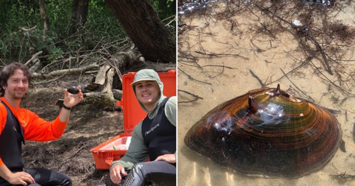 Rare wildlife found in Georgia after going more than 10 years with no sightings – WSB-TV Channel 2