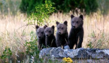 Watch 6 Bear Cubs Race Up a Tree at Incredible Speed