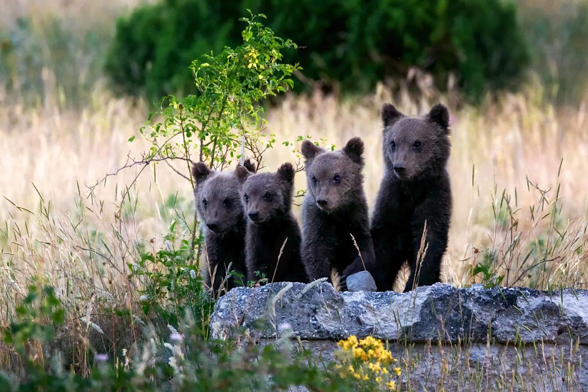 Watch 6 Bear Cubs Race Up a Tree at Incredible Speed