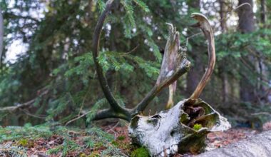 A Biologist Counted 6,000 Reindeer on This Remote Island. Later Surveys Found 42.