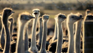 South African ostriches plucked alive for luxury fashion: report