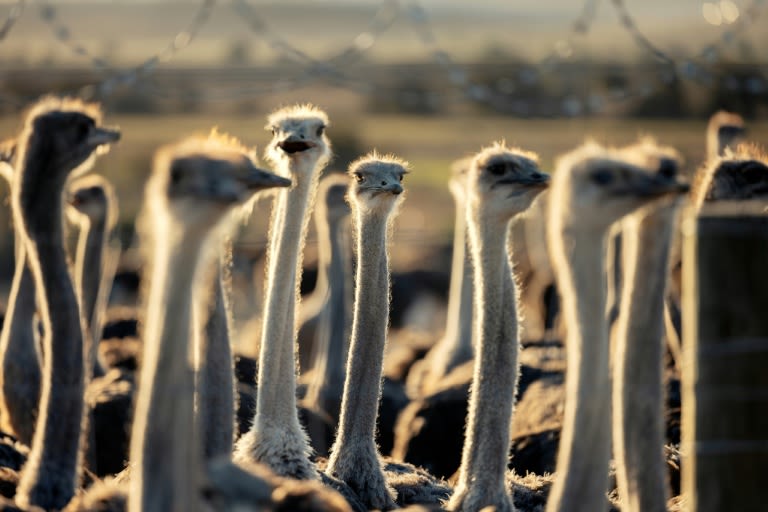 South African ostriches plucked alive for luxury fashion: report