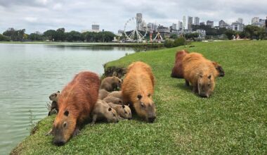 I loved capybaras before they were viral