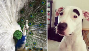 25 Amazing Animals with Astonishingly Unique and Rare Colors and Markings