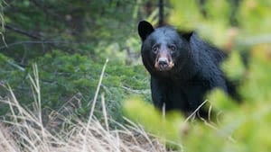 WA Dept. of Fish and Wildlife says bear encounter in Bellingham turned violent this past weekend