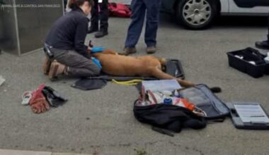 Mountain lion seen roaming San Francisco neighborhood tranquilized after ‘standoff’