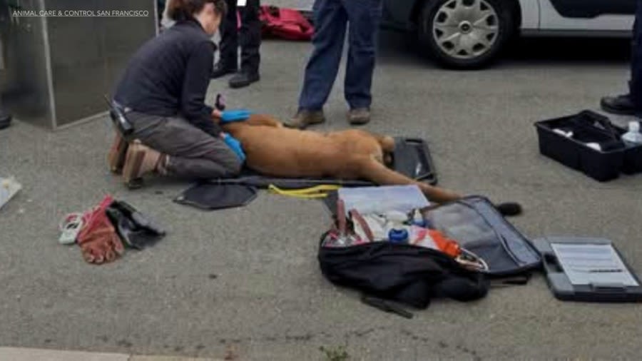 Mountain lion seen roaming San Francisco neighborhood tranquilized after ‘standoff’