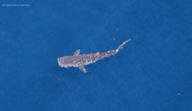 Experts excited by rare shark sighting off Southern California coast