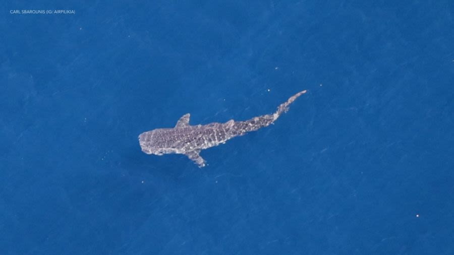 Experts excited by rare shark sighting off Southern California coast