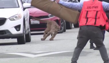 Mountain lion tranquilized, captured in SF's Outer Sunset