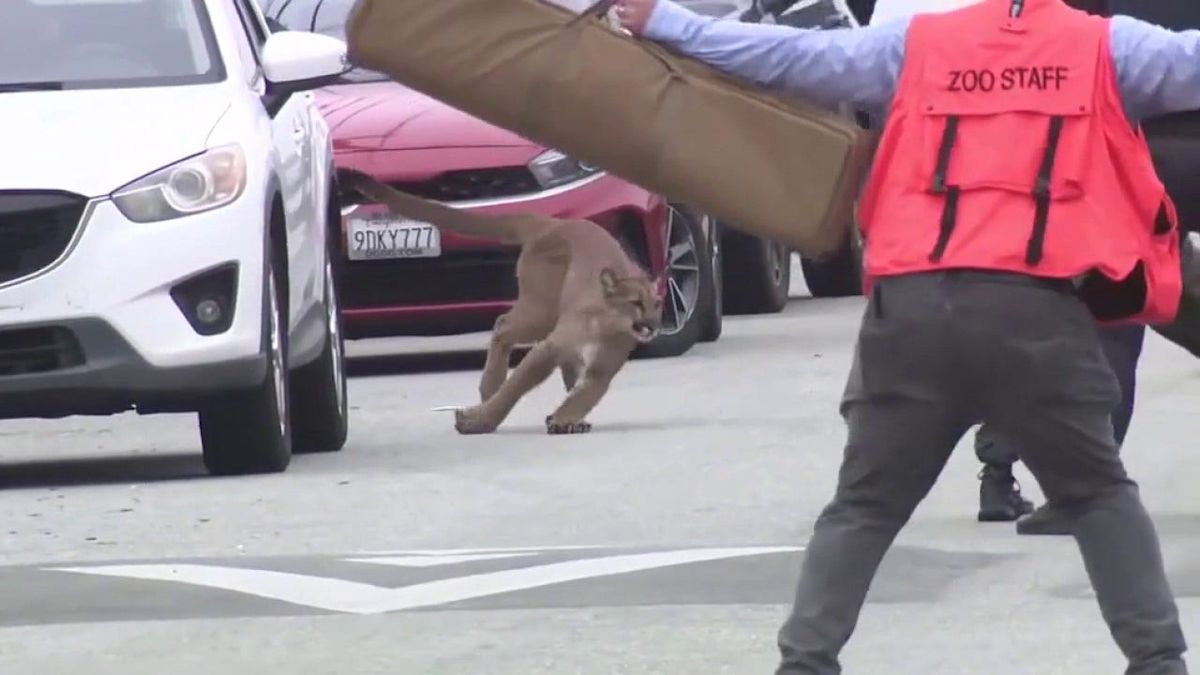 Mountain lion tranquilized, captured in SF's Outer Sunset