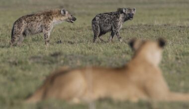 The Hidden Power Struggle Between Lions and Hyenas
