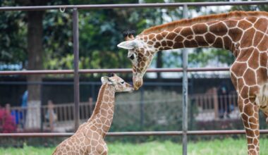 Man Sings to a Giraffe and Her Baby, and Their Adorable Response Has Us Emotional