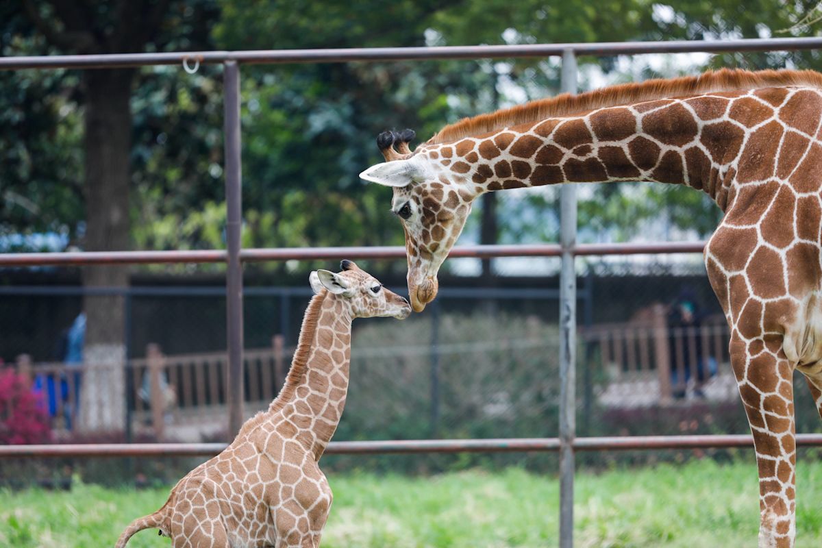 Man Sings to a Giraffe and Her Baby, and Their Adorable Response Has Us Emotional