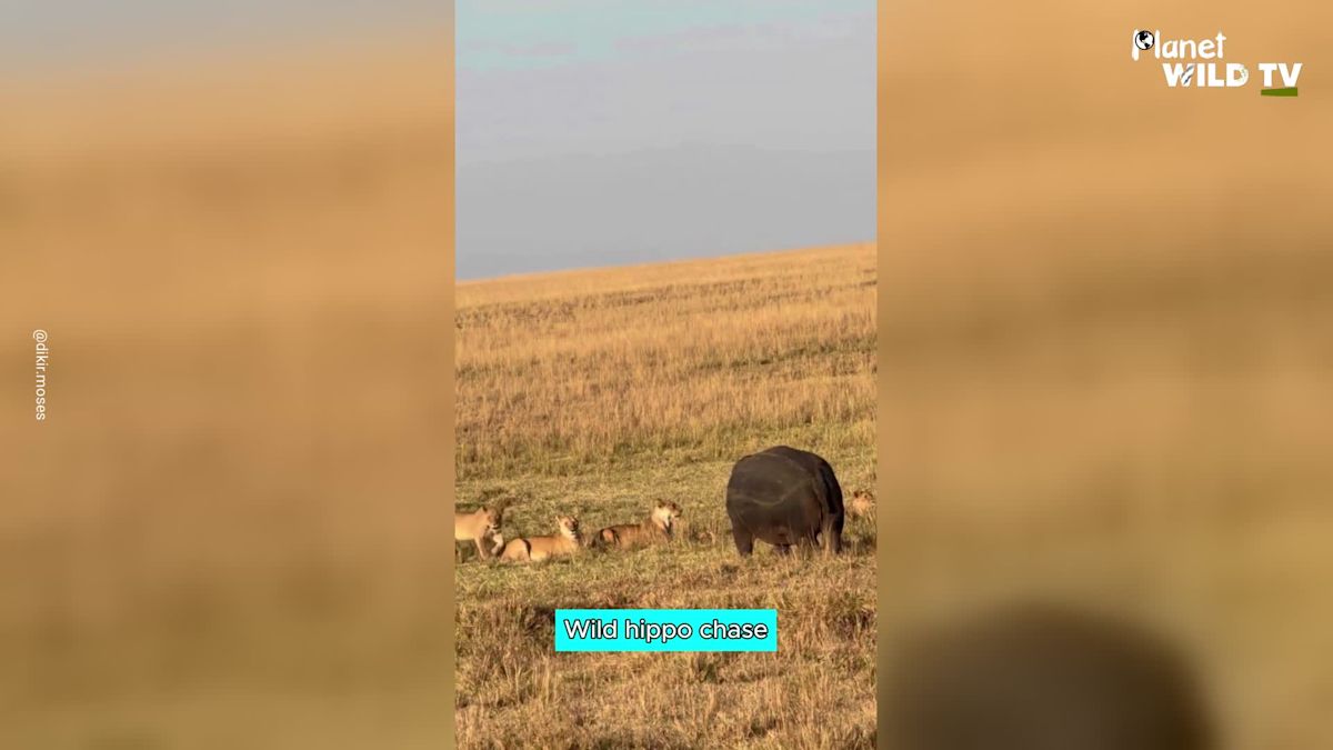 Hippo Turns To Confront Lions In Wildlife Encounter