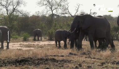 Guide Spots Remarkable Three-Legged Elephant Roaming With Herd