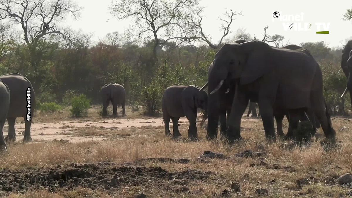 Guide Spots Remarkable Three-Legged Elephant Roaming With Herd