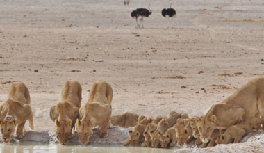 New data flips the narrative on how lions and hyenas interact in the wild