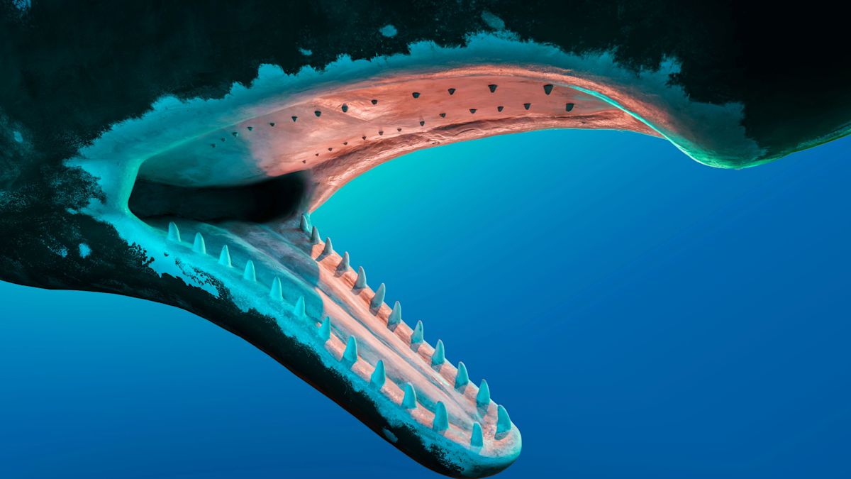 Could a whale really swallow a human? We asked a biologist.