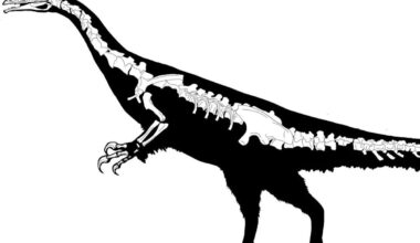 New bizarre, long-clawed dinosaur species discovered in China