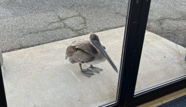 Scientists heard a knock at the door. It was a pelican in need of help.