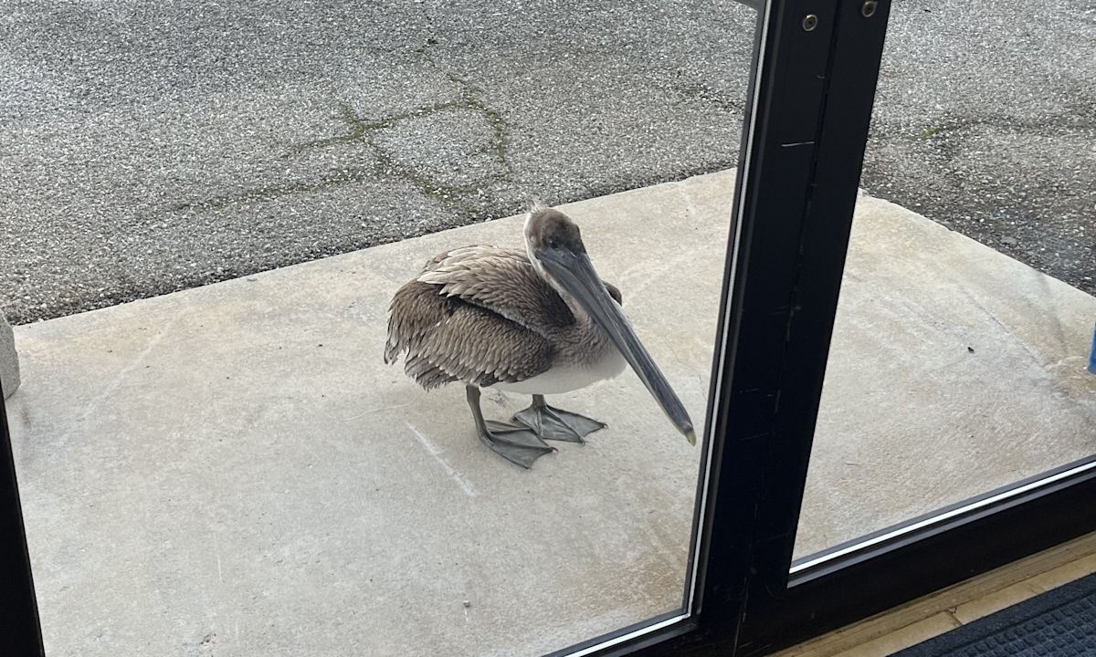 Scientists heard a knock at the door. It was a pelican in need of help.