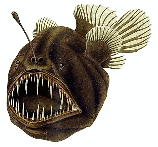 Illustration of a humpback anglerfish with its bioluminescent lure.