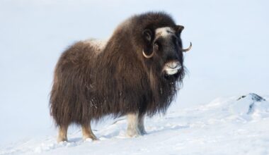 I took an expedition cruise from Iceland to Greenland and it was the trip of a lifetime