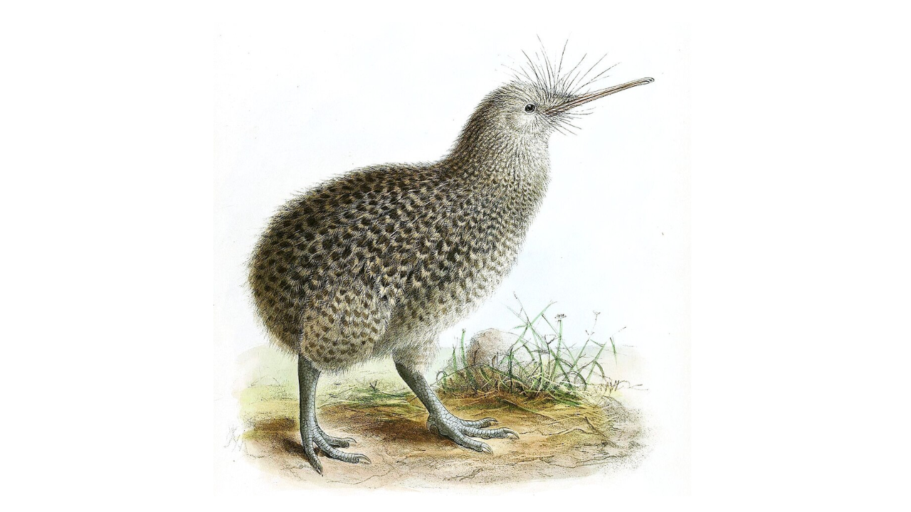Illustration by J. G. Keulemans from a work by G. D. Rowley, 1870s Illustration by J. G. Keulemans from a work by G. D. Rowley, 1870s