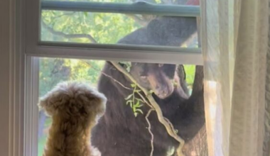Bear alert - Mid Hudson News