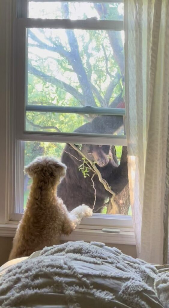 Bear alert - Mid Hudson News