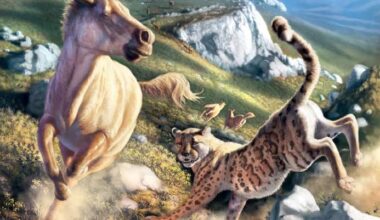 Ancient DNA Rewrites Story of Enigmatic ‘American Cheetah’