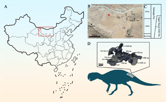 The 208GPV01 fossil from the Bayan Gobi Formation in the Yin’gen-Ejinaqi Basin, China. Image credit: Li et al., doi: 10.1016/j.hisbio.2026.100044.