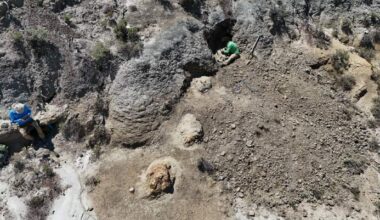 Paleontologists Discover First-Ever Adult Tyrannosaurus rex Trackway