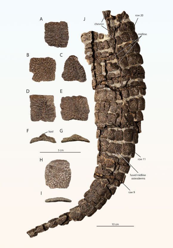 Osteoderms and articulated tail of Mandrasuchus milleri. Scale bars - 5 cm in (A-I) and 10 cm in (J). Image credit: Lessner et al., doi: 10.1080/02724634.2026.2712566.