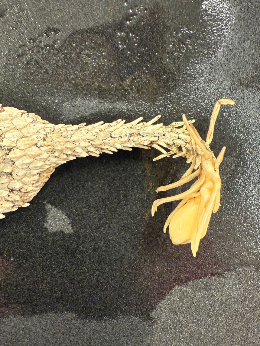 The viper's twitching tail tip mimics a crawling spider.